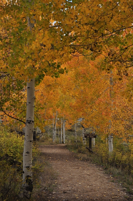 Big Al Trail with fall colors